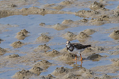 20140907 4837VRAw [NL] Steinwälzer (Arenaria interpres), Terschelling