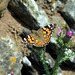 Butterflies UK 3
