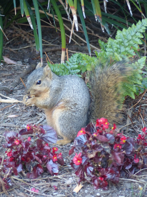 A Hilton Squirrel (2) - 18 April 2016