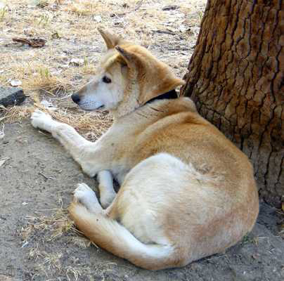 dingo australien