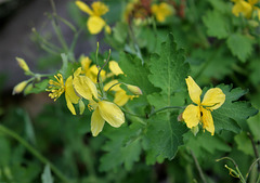 Chelidonium majus  (2)