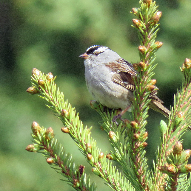 White-crowned Sparrow