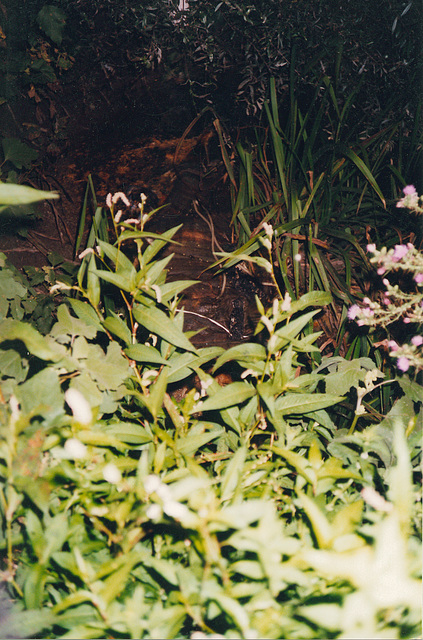 woman corpse 2 - in undergrowth