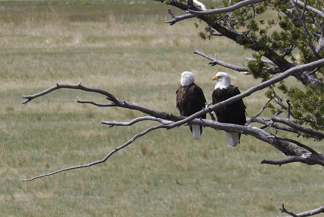 Eagles
