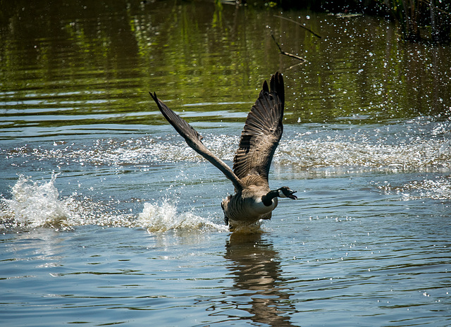 Canada goose4