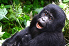 Uganda, Bwindi Forest, Portrait of a Young Gorilla