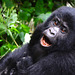 Uganda, Bwindi Forest, Portrait of a Young Gorilla