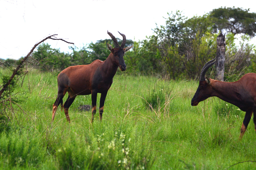 Uganda, Queen Elizabeth National Park, Duel Coming