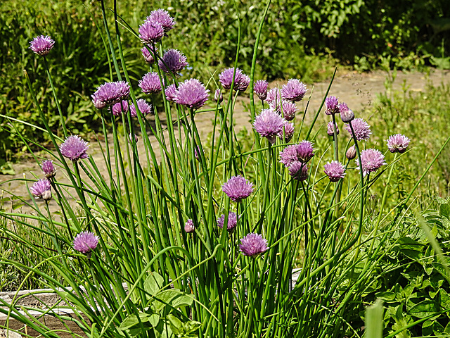 20200517 7418CPw [D~LIP] Schnittlauch (Allium schoenoprasum), UWZ, Bad Salzuflen