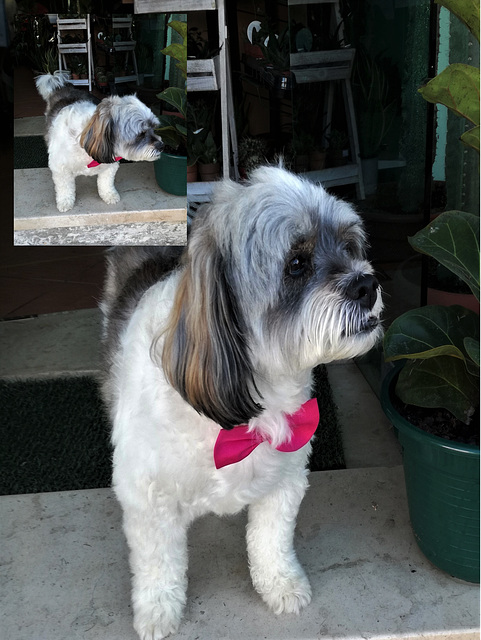 "Boneca" waits for her sweetheart to go to the party