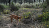 Estrelinha na mata, in the Pine woods