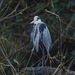 Heron