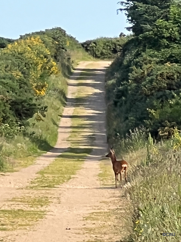 Fellow early morning traveller