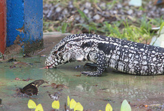 EF7A2754 Argentine White Black Tegu