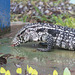 EF7A2754 Argentine White Black Tegu