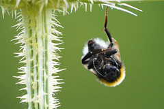 Ich möchte abhängen ... Let me just chill ...
