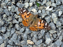 Butterflies UK 4