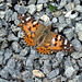 Butterflies UK 4