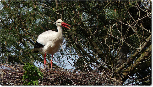 PARC du TEICH (33 Gironde)