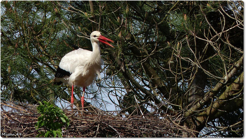 PARC du TEICH (33 Gironde)