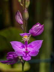 Calopogon tuberosus (Common Grass-pink orchid) in the bog garden