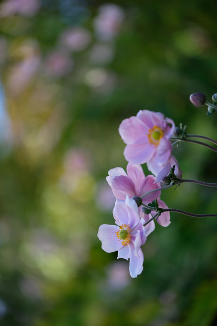 DSCF9618