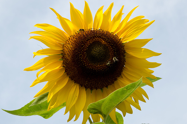 Sunflower and bees