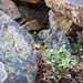 Pika, stocking up with food for the winter