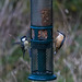 Nuthatch and great tit