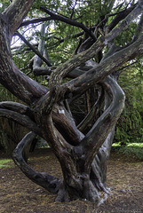 in the National Botanic Gardens of Ireland (© Buelipix)