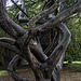 in the National Botanic Gardens of Ireland (© Buelipix)