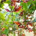 Orchid Plants 01