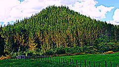 Fence Below Forest, Fence Below Forest,