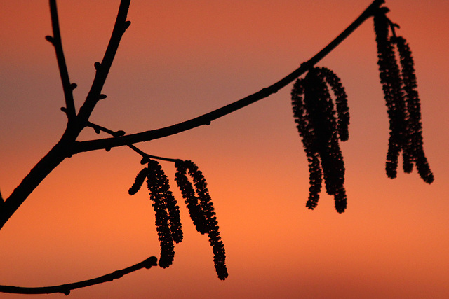 Abendrot und unserem Hazelnussbaum