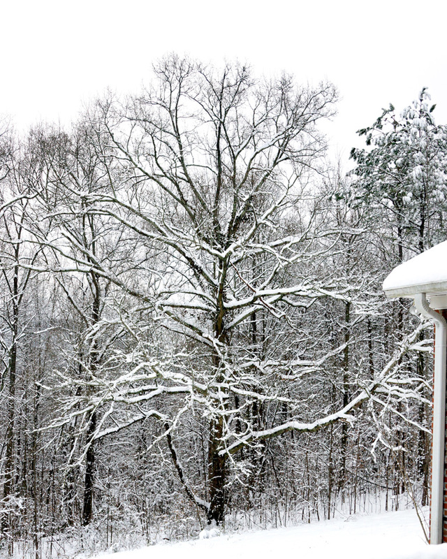 Snowy Oak