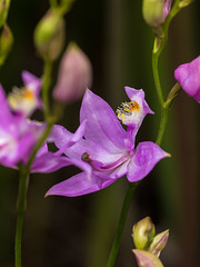 Calopogon tuberosus (Common Grass-pink orchid) in the bog garden