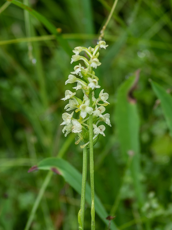 Gymnadeniopsis clavellata (Club-spur orchid, Small Green Woodland orchid)
