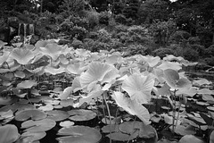 Lotus in the pond