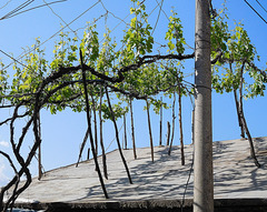 Rooftop vines