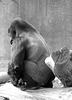 Port Lympne (14M) - 17 March 2017
