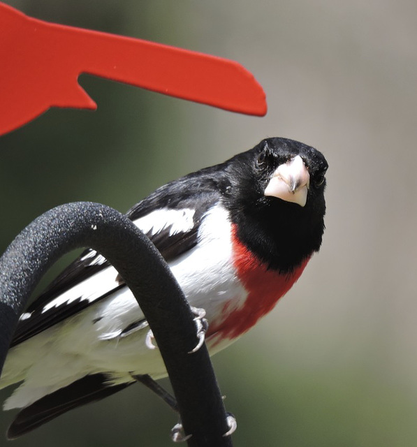 Rose-breasted Grosbeaks