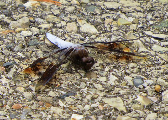 Whitetail dragonfly