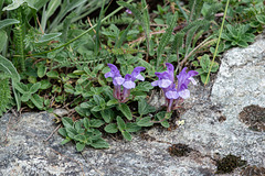 Scutellaria alpina, Alpen-Helmkraut