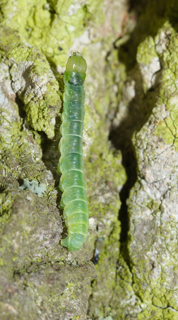 CaterpillarIMG 5425