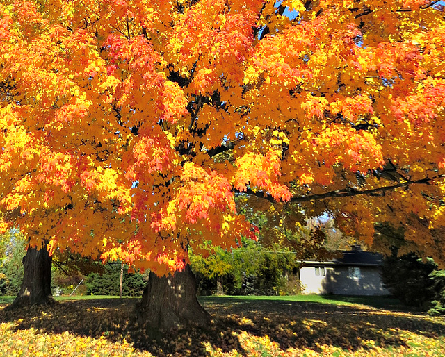 Sugar Maple (Acer saccharum)