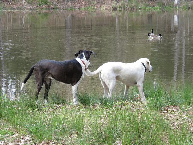 Branco & Garip watching geese