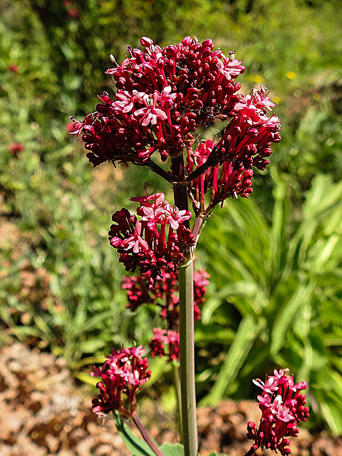 20200517 7421CPw [D~LIP] Rote Spornblume (Centranthus ruber), UWZ, Bad Salzuflen