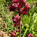 20200517 7421CPw [D~LIP] Rote Spornblume (Centranthus ruber), UWZ, Bad Salzuflen