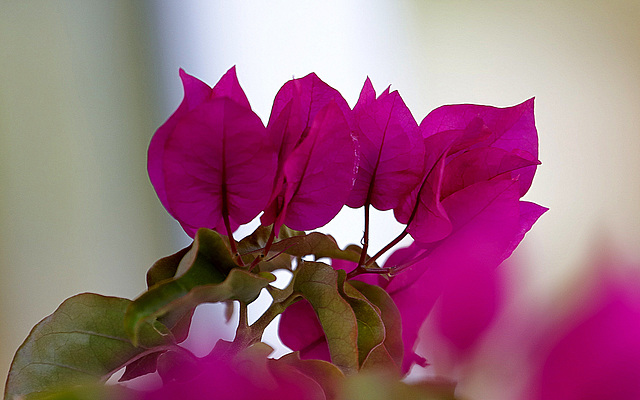 La bougainvillée