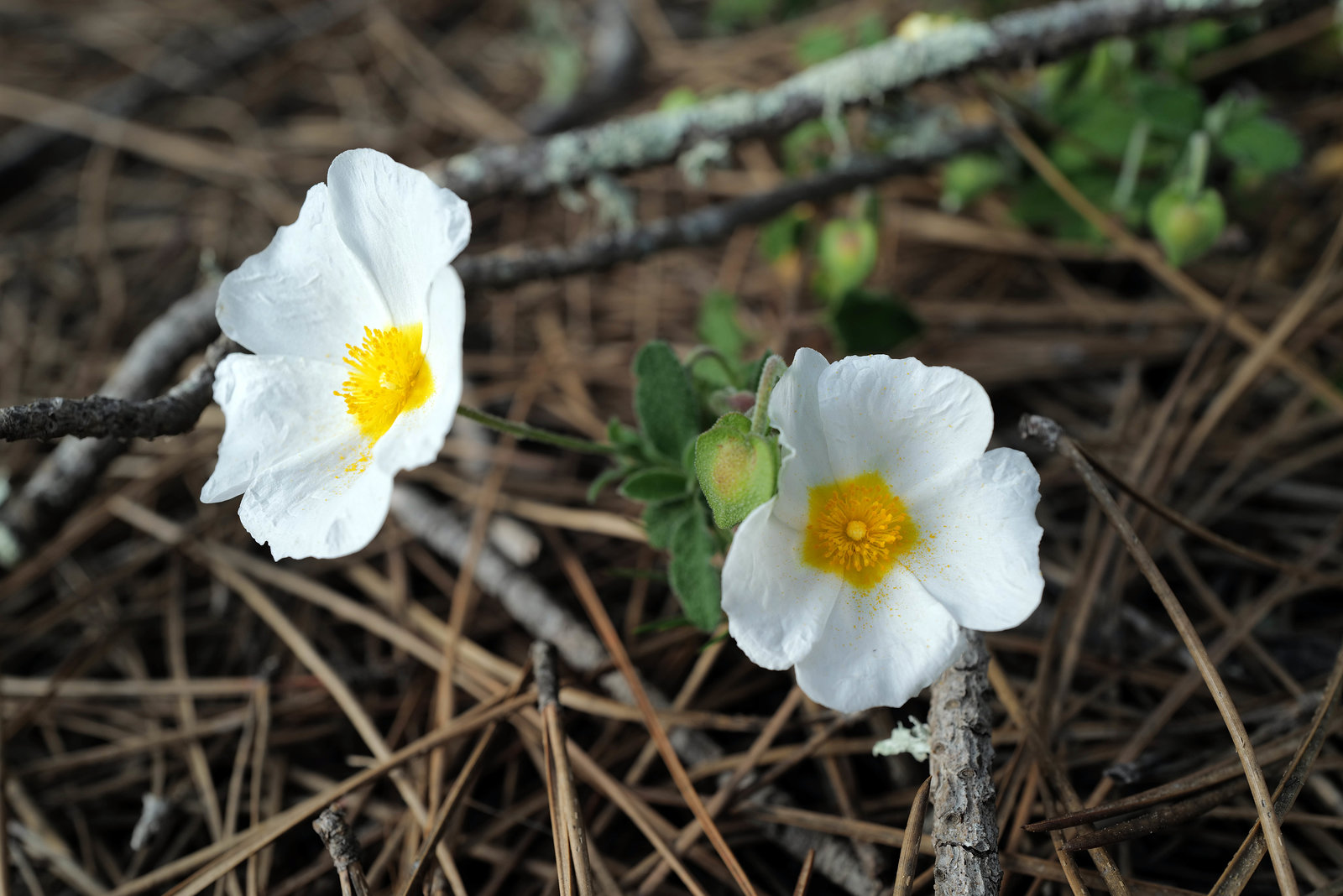 Cistus salvifolius, Monte Gordo